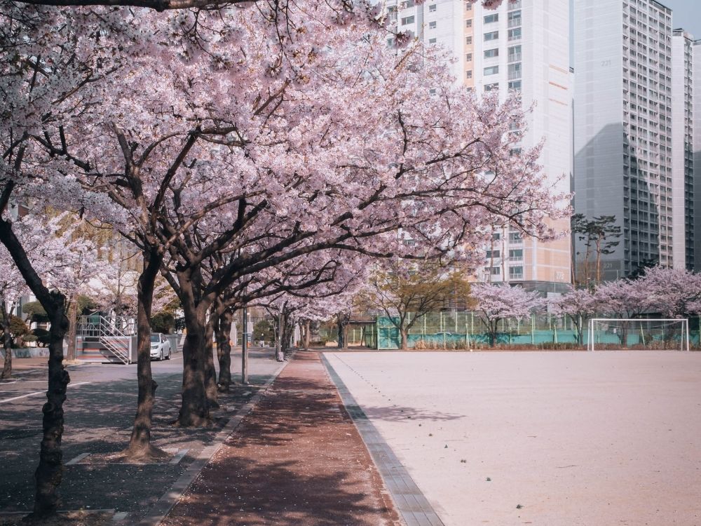 Viaggio in Corea del Sud